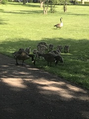 Branta canadensis