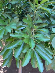 Chrysophyllum gonocarpum