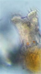 Philodina acuticornis odiosa