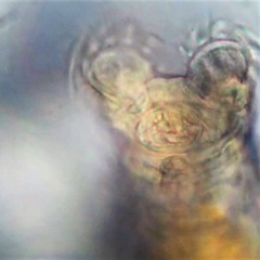 Philodina acuticornis odiosa