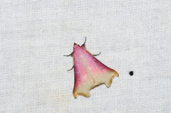 Rhododactyla semirosea