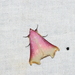 Rhododactyla semirosea - Photo (c) ombeline_sculfort, algunos derechos reservados (CC BY-NC-ND), subido por ombeline_sculfort