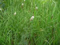 Dalea candida candida