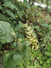 Achyranthes bidentata