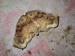 Achrosis multidentata