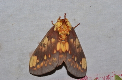 Citheronia hamifera
