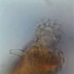 Philodina acuticornis odiosa