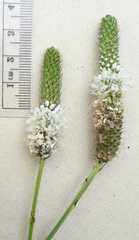 Dalea candida candida