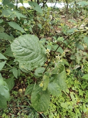 Achyranthes bidentata