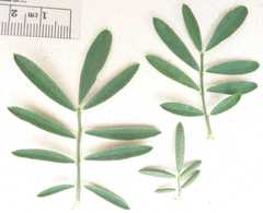 Dalea candida candida