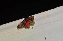 Edebessa bicolor