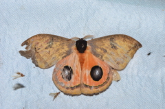 Automeris moresca