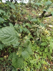 Achyranthes bidentata