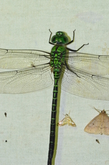 Coryphaeschna viriditas