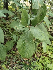 Achyranthes bidentata