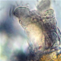 Philodina acuticornis odiosa