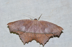 Trotopera