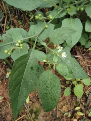 Solanum americanum