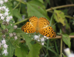 Phalanta phalantha phalantha