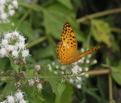 Phalanta phalantha phalantha