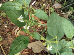 Solanum americanum