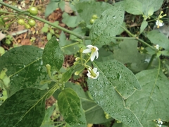 Solanum americanum