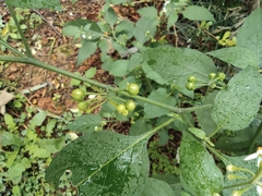 Solanum americanum
