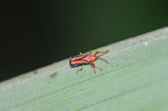 Sceloenopla laeta