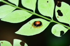 Charidotis ambigua