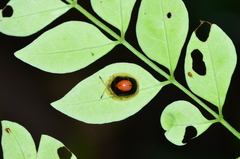 Charidotis ambigua