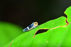 Amblyscarta unifasciata