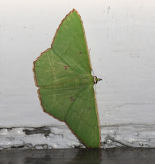 Ornithospila submonstrans