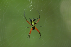 Micrathena kirbyi