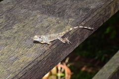 Anolis ortonii