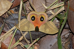 Automeris themis