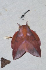 Othorene purpurascens