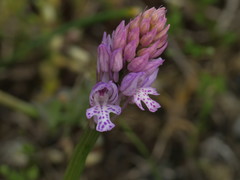 Neotinea tridentata tridentata