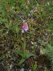 Neotinea tridentata tridentata