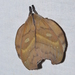 Hyperchiria aniris - Photo (c) ombeline_sculfort, some rights reserved (CC BY-NC-ND), uploaded by ombeline_sculfort