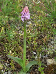 Neotinea tridentata tridentata
