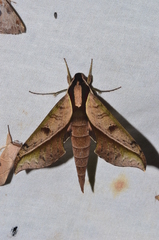 Xylophanes epaphus