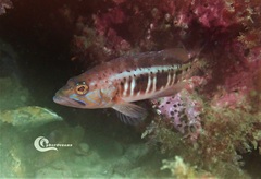 Serranus atricauda