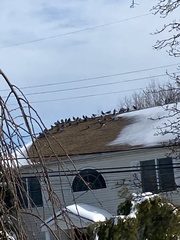 Columba livia domestica