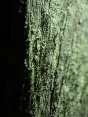 Chaenotheca stemonea