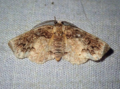 Achrosis multidentata