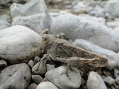 Bryodemella tuberculata