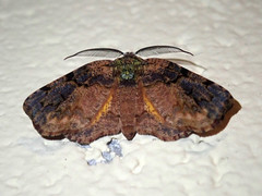 Achrosis multidentata