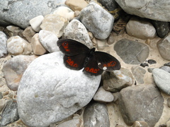 Erebia styx