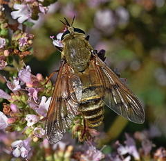 Pangonius pyritosus