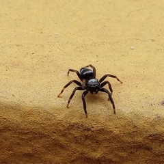 Corythalia